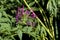 purple spider flower bloom, Cleome spinosa, with cannabis like fragrance appearance