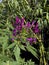 purple spider flower bloom, Cleome spinosa, with cannabis like fragrance appearance