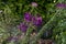 purple spider flower bloom, Cleome spinosa, with cannabis like fragrance appearance