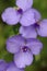 Purple spiderwort close-up