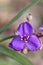 Purple spiderwort flower