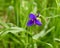 Purple spiderwort lily flower and bud