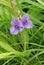 Purple Spiderwort wildflowers growing in a meadow
