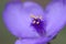 Purple spiderwort yellow stamen detail