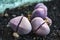 Purple Split Rock Pleiospilos nelii plant