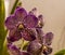 Purple spotted orchid in the botanical gardens at Peradeniya, Kandy, Sri Lanka, Asia