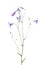 Purple Spreading Bell flower on white