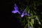 Purple sprig of flowers in the silence of the night