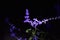 Purple sprig of flowers in the silence of the night