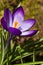 Purple spring crocus in March