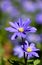 Purple spring daisy macro