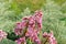 Purple spring flowers Bergenia in cottage garden. Picturesque flowers is growing in spring park. Lilac plants for landscape design
