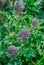 Purple Sprouting Broccoli