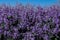 Purple Spurflower. Plectranthus mona lavender violet flowers.