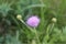 Purple stamens, Purple, The form of flowers opening.