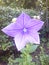 Purple star flower