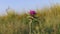 Purple star thistle with a bug on the flower at sunset