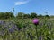 Purple star thistle in a field of flowers