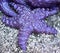 Purple Starfish