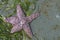 Purple Starfish