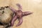 Purple Starfish