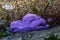 Purple starfish attached to the underside of a rock at low tide, Golden Gardens Park, Washington, USA