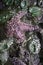 Purple starfish closeup with green anemones at low tide