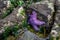 Purple starfish on a rock surrounded by brown seaweed at low tide, as a nature background, Alki Point, Washington, USA