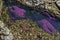 Purple Starfish or Sea Stars in a Tide Pool on Vancouver Island