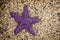 Purple starfish on a shellbeach at low tide