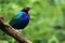 Purple starling