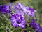 Purple starry night petunias