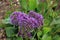 Purple Statice or Sea Lavender flowers