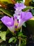 Purple stefanot flower which is a vine