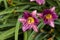 Purple Stella D`oro Day Lily