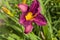 Purple Stella D`oro Day Lily Flower 3