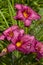 Purple Stella D`oro Day Lily Flowers