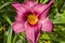 Purple Stella Doro Day Lily Flower 2