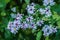 Purple Stem Aster â€“ Symphyotrichum puniceum