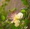 Purple stems and pistil of a flower of caper  Capparis spinosa with bright white petals