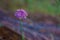 Purple steppe flower on a blurred background