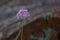 Purple steppe flower on a blurred background