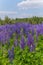 Purple steppe flowers on a background of blue cloudy sky