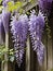 purple steria wisteria flower in garden