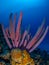 Purple stove-pipe sponge, Aplysina archeri, in Bonaire. Caribbean Diving holiday