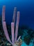 Purple stove-pipe sponge, Aplysina archeri, in Bonaire. Caribbean Diving holiday