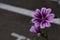 Purple Stripe White Flower Macro Detail Line Natural