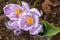 Purple striped crocus