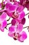 Purple Striped Dendrobium Orchid