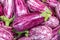 Purple striped eggplants in a wicker basket on a store shelf. Fresh vegetables at the grocery store. Purple graffiti